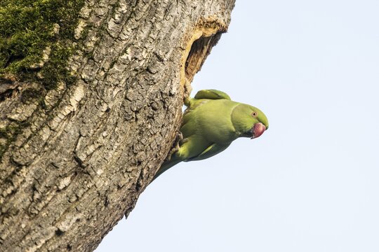 Rose-ringed parakeet (Psittacula krameri), Speyer, Rhineland-Palatinate, Germany