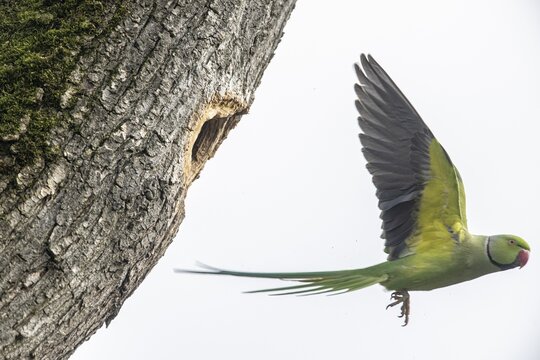 Rose-ringed parakeet (Psittacula krameri), flying, Speyer, Rhineland-Palatinate, Germany