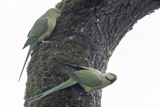 Rose-ringed parakeets (Psittacula krameri), Speyer, Rhineland-Palatinate, Germany