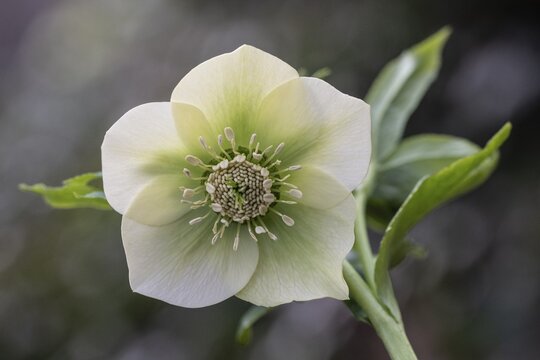 Lenzrose (Helleborus orientalis Hybride), Speyer, Rhineland-Palatinate, Germany