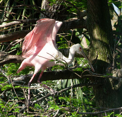 Roseate Spoonbill in a tree