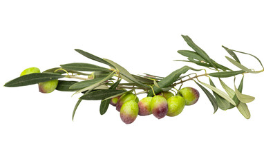 Fresh olives isolated