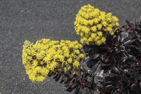 Tree aeonium (Aeonium arboreum), Lanzarote, Canary Islands, Spain