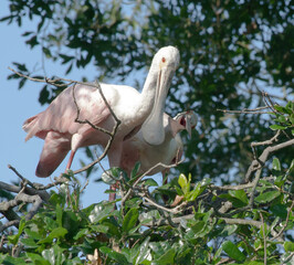 Roseate Spoonbill in a tree