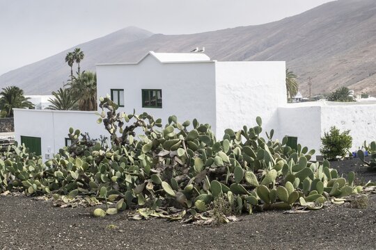 Cactus pear (Opuntia ficus-indica), Lanzarote, Canary Islands, Spain