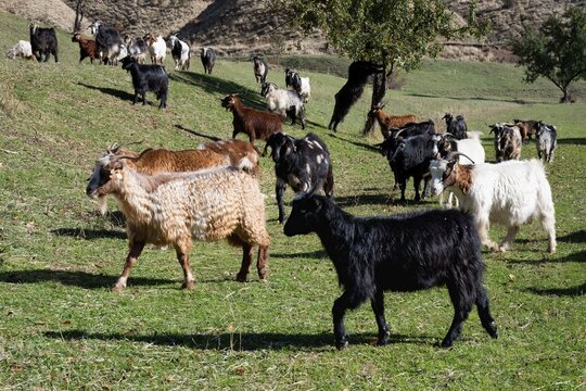 Herd of sheep and goats, Anatolia, Turkey