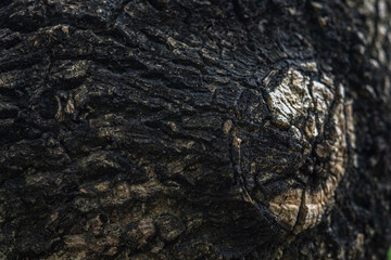 The rough bark of ancient trees in the forest creates very unusual backgrounds.