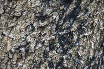 The rough bark of ancient trees in the forest creates very unusual backgrounds.