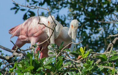 Roseate Spoonbill in a tree