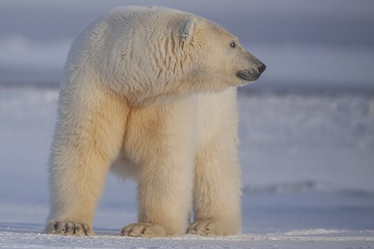 Polar bear (Ursus maritimus), standing and observing in pack ice, Kaktovik, Arctic National Wildlife Refuge, Alaska, USA