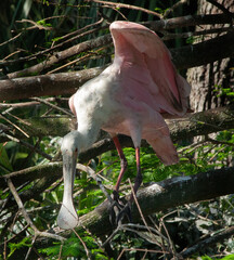 Roseate Spoonbill in a tree