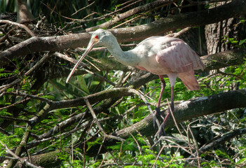 Roseate Spoonbill in a tree