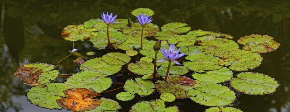 Purple water lilies on a pond with green leaves, Terra Nostra Park, Furnas, Sao Miguel, Azores, Portugal
