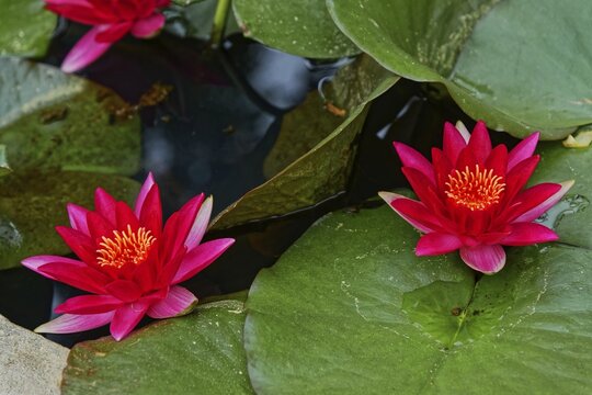Pink water lilies standing out harmoniously on a pond, Terra Nostra Park, Furnas, Sao Miguel, Azores, Portugal