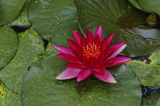 Single pink water lily on a leaf in a pond, Terra Nostra Park, Furnas, Sao Miguel, Azores, Portugal