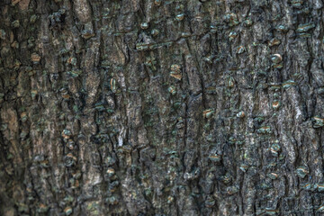 The rough bark of ancient trees in the forest creates very unusual backgrounds.