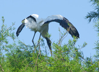 Wood stork in the tree tops