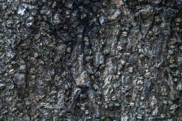 The rough bark of ancient trees in the forest creates very unusual backgrounds.