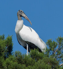 Wood stork in the tree tops