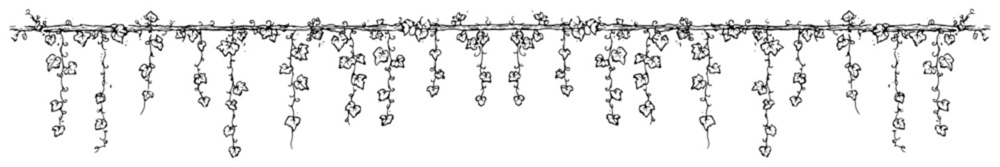 Hanging ivy vines border or decorative divider with leaves Hand drawn ink sketch vector illustration of foliage © Kaz