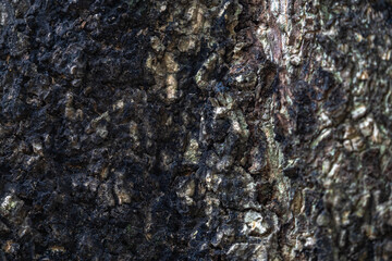 The rough bark of ancient trees in the forest creates very unusual backgrounds.