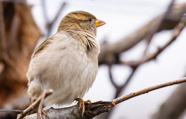  photo of a sparrow outdoors