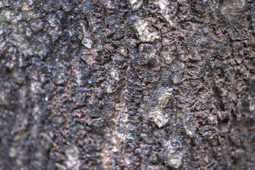 The rough bark of ancient trees in the forest creates very unusual backgrounds.