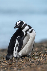 Obraz premium Magellanic penguin, Caleta Valdes, peninsula Valdes, Chubut Province, Patagonia Argentina