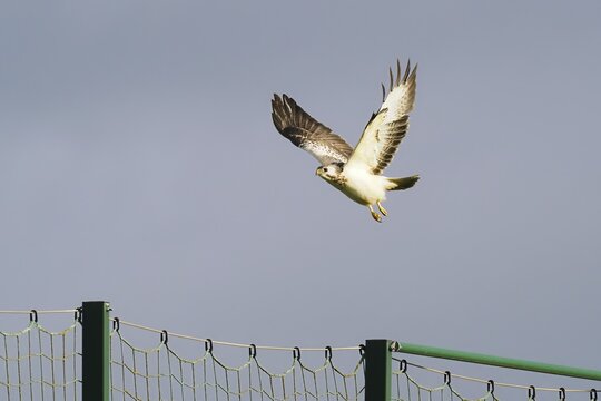 Steppe buzzard (Buteo buteo), white morph, flying, Hesse, Germany