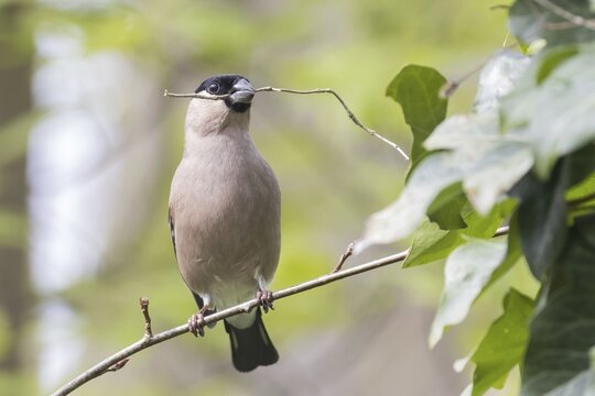 Eurasian bullfinch (Pyrrhula pyrrhula), female with nesting material in her beak, sitting on a branch, Hesse, Germany