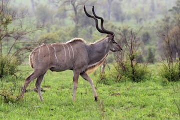 Greater Kudu, zambezi greater kudu (Strepsiceros zambesiensis), adult, male, foraging, Kruger National Park, Kruger National Park, South Africa