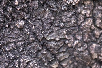 The rough bark of ancient trees in the forest creates very unusual backgrounds.
