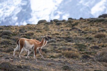 Guanacos in Andes mountains environment, Torres del Paine National Park, Patagonia, Chile.