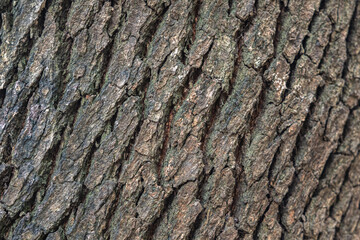 The rough bark of ancient trees in the forest creates very unusual backgrounds.