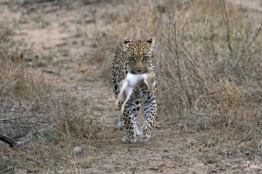 Leopard (Panthera pardus), adult, carrying prey, running, Sabi Sand Game Reserve, Kruger NP, Kruger National Park, South Africa