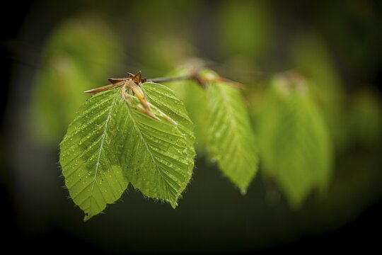 Hazelnut leaf (Corylus avellana), Mindelheim, Bavaria, Germany