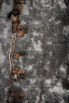 Gravestone with common ivy (Hedera helix), Munich, Bavaria, Germany