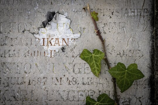 Gravestone with common ivy (Hedera helix), Munich, Bavaria, Germany