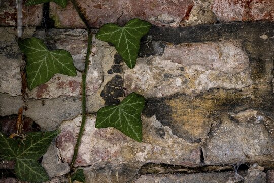 Brick masonry with common ivy (Hedera helix), Munich, Bavaria, Germany