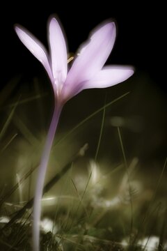Meadow saffron (Colchicum autumnale) against a dark background Corvara, Dolomites, Italy