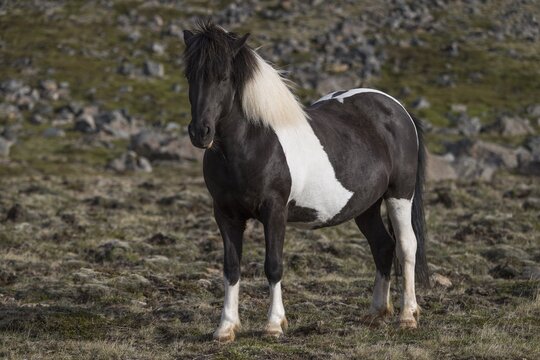 Icelandic horse, Iceland