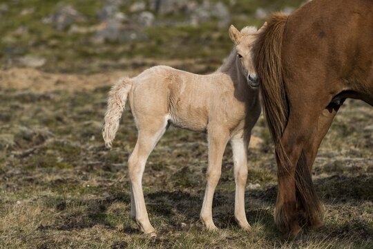 Foal and mare, Icelandic horses, Iceland