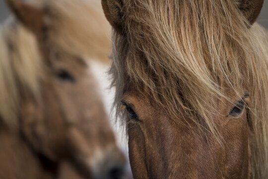 Icelandic Horses, Iceland