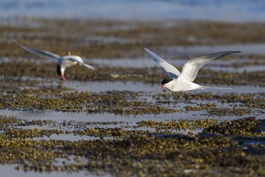 Arctic terns (Sterna paradisea) in flight, Iceland