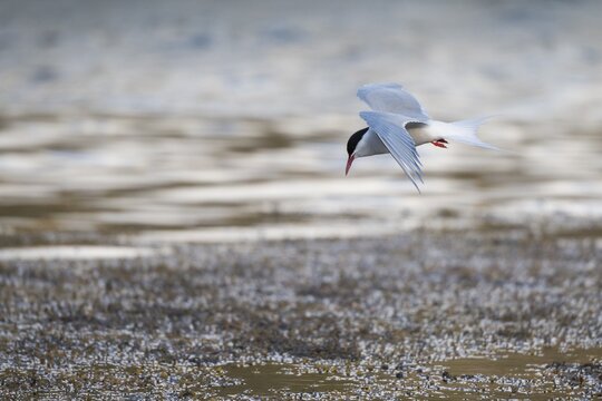 Arctic Arctic Tern (Sterna paradisea) in flight, Iceland