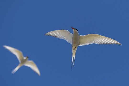 Arctic terns (Sterna paradisea) in flight, Reykjanes, Iceland