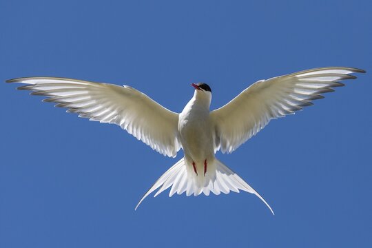 Arctic Arctic Tern (Sterna paradisea) in flight, Reykjanes, Iceland