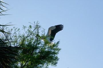 Wood Stork flying near trees