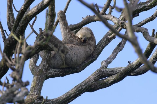 Brown throated Three toed Sloth, Bradypus variegatus, in a tree, Amazon basin, Brazil