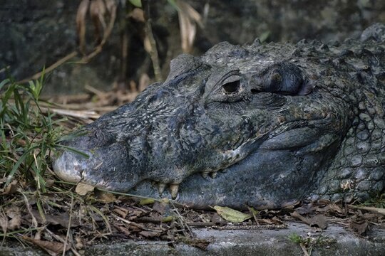 Head shot of a Black caiman, Melanosuchus niger, Amazon basin, Brazil